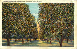 Orange Tree In Blossom In The Sunshine State Fruit Postcard Postcard