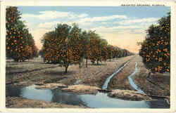 Irrigated Orchard Scenic, FL Postcard Postcard