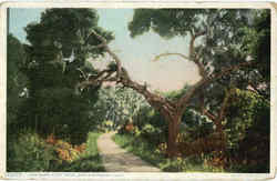 Live Oaks, Cliff Drive Postcard