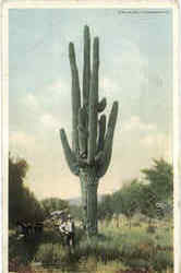Cucumber cactus Postcard