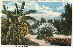 Banana Palm And Pampas Grass, Lincoln Park Los Angeles, CA Postcard Postcard