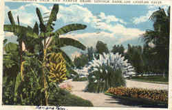Banana Palm And Pampas Grass, Lincoln Park Postcard