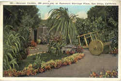 Mexican Caretta Postcard