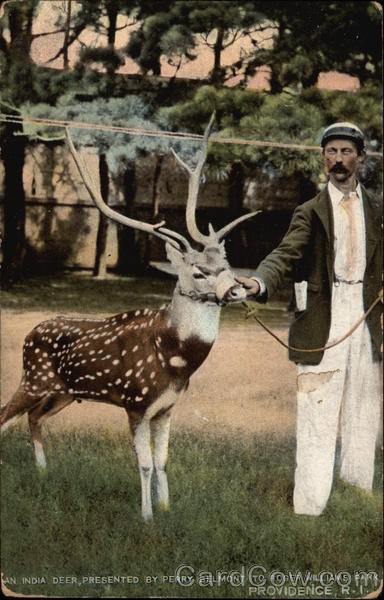 Roger Williams Park - India Deer Providence Rhode Island