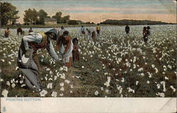 Picking Cotton in the Field Postcard