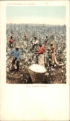 Picking Cotton Postcard