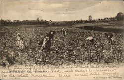 Cotton Field Greenville, SC Postcard Postcard