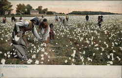 Picking Cotton Black Americana Postcard Postcard