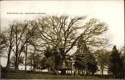 Washington Oak, Brandwine Springs Washington Oak, Brandwine Springs
