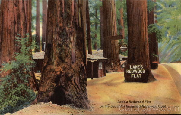 Lane's Redwood Flat Redwood Highway California