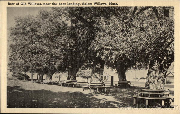 Row of Old Willows near the Boat Landing Salem Massachusetts