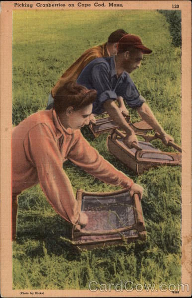 Picking Cranberries on Cape Cod, Mass Massachusetts