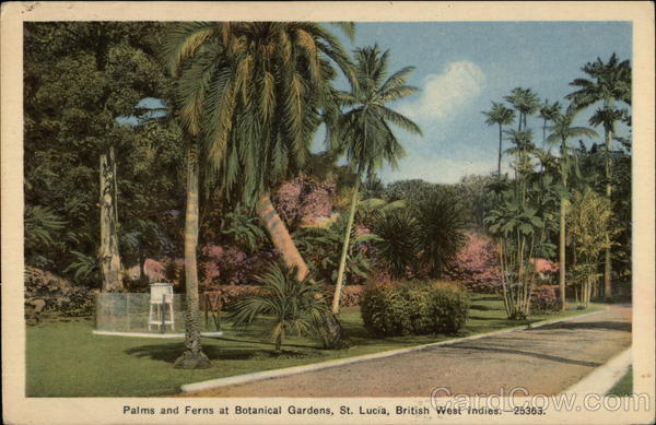 Palms and Ferns at Botanical Gardens St. Lucia, British West Indies