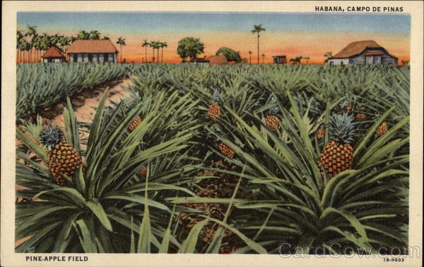 Pineapple Field Havana Cuba