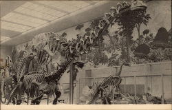 Peabody Museum of Natural History Yale University Postcard