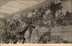 Peabody Museum of Natural History Yale University New Haven, CT Postcard Postcard