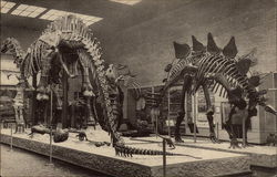 Peabody Museum of Natural History, Yale University New Haven, CT Postcard Postcard