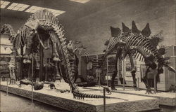 Peabody Museum of Natural History, Yale University Postcard