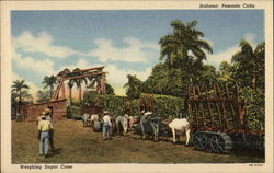 Weighing Sugar Cane Postcard