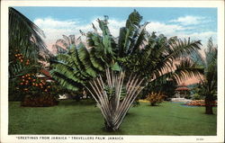 Travellers Palm Jamaica Postcard Postcard