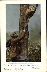 Sunny South, A Coon Trees a Possum Postcard