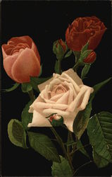 Red, White and Pink Roses Postcard