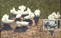 White Doves Postcard