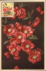 Japanese Quince Postcard