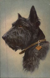 Profile of Black Scottish Terrier Postcard