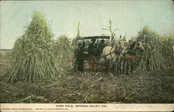 Corn Field, Imperial Valley California