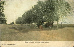 Horse and Cart on County Road Postcard