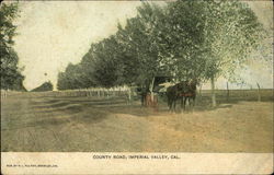 Horse and Cart on County Road Postcard