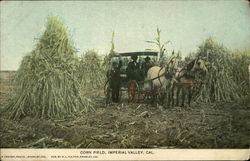 Corn Field, Imperial Valley Postcard