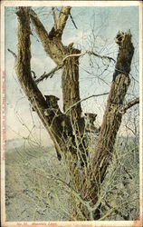 Mountain Lions Mountain Lions