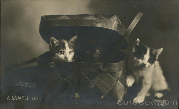 A Sample Lot Cats