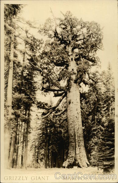 Grizzly Giant, Mariposa Grove Trees