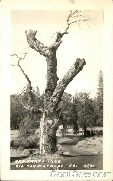 Hangman Tree, Big Oak Flat road, Cal Groveland-Big Oak Flat California