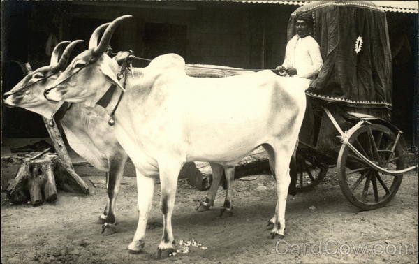 Brahma Bulls Pulling a Cart in India