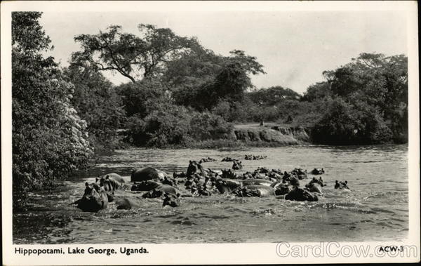 Hippopotami, Lake George Uganda Africa