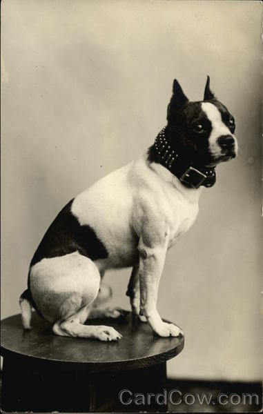 Boston Terrier Dogs