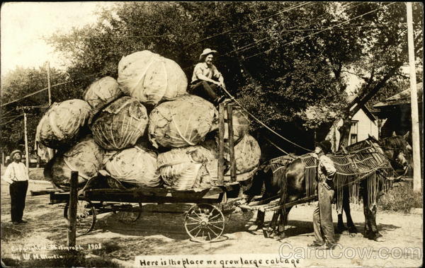 Here is the Place we Grow Large Cabbage Exaggeration