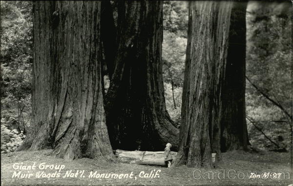 Giant Group, Muir Woods National Monument California