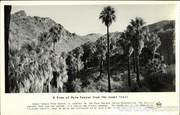A View of Palm Canyon from the Upper Trail Palm Springs California