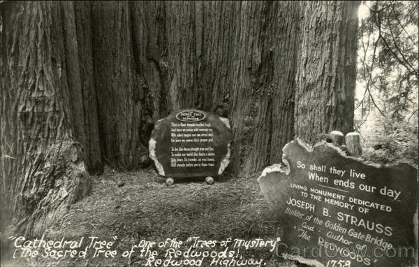 'Cathedral Tree' One of the 'Trees of Mystery' - Redwood Highway Klamath California
