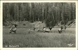 Montana Elk Postcard