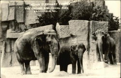 Chicago Zoological Park - Indian Elephant Family Brookfield, IL Postcard Postcard