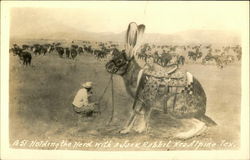 Holding the Herd with a Jack Rabbit Near Alpine Tex Postcard