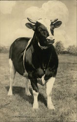 Bairdland Holsteins, S.A. Baird & Son Waukesha, WI Cows & Cattle Postcard Postcard