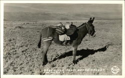 Greetings from Death Valley, California Postcard