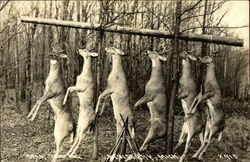 Deer Hunting Postcard